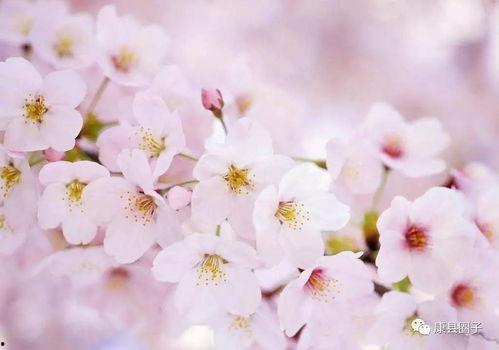 樱花最新爆料更新视频,揭秘视频背后的惊人真相！